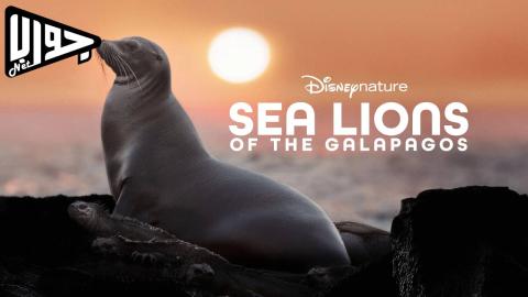 فيلم Sea Lions of the Galapagos 2025 مترجم